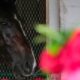 Triple Crown racing schedule must change to improve Preakness field
