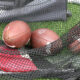 Football is everywhere: Wednesday is the first of 49 straight days with at least one NFL or college football game