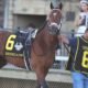 Classy victories for Burnham Square and Renegade