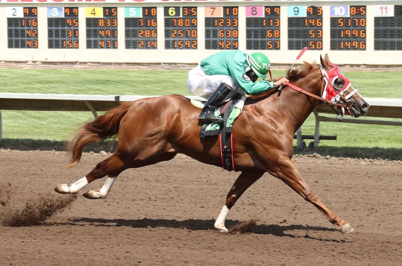 All American Futurity headlines closing day on summer racing season at Albuquerque Downs